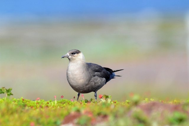 Labbe parasite / Parasitic Jaeger